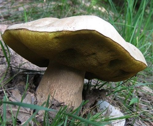 Boletus barrowsii