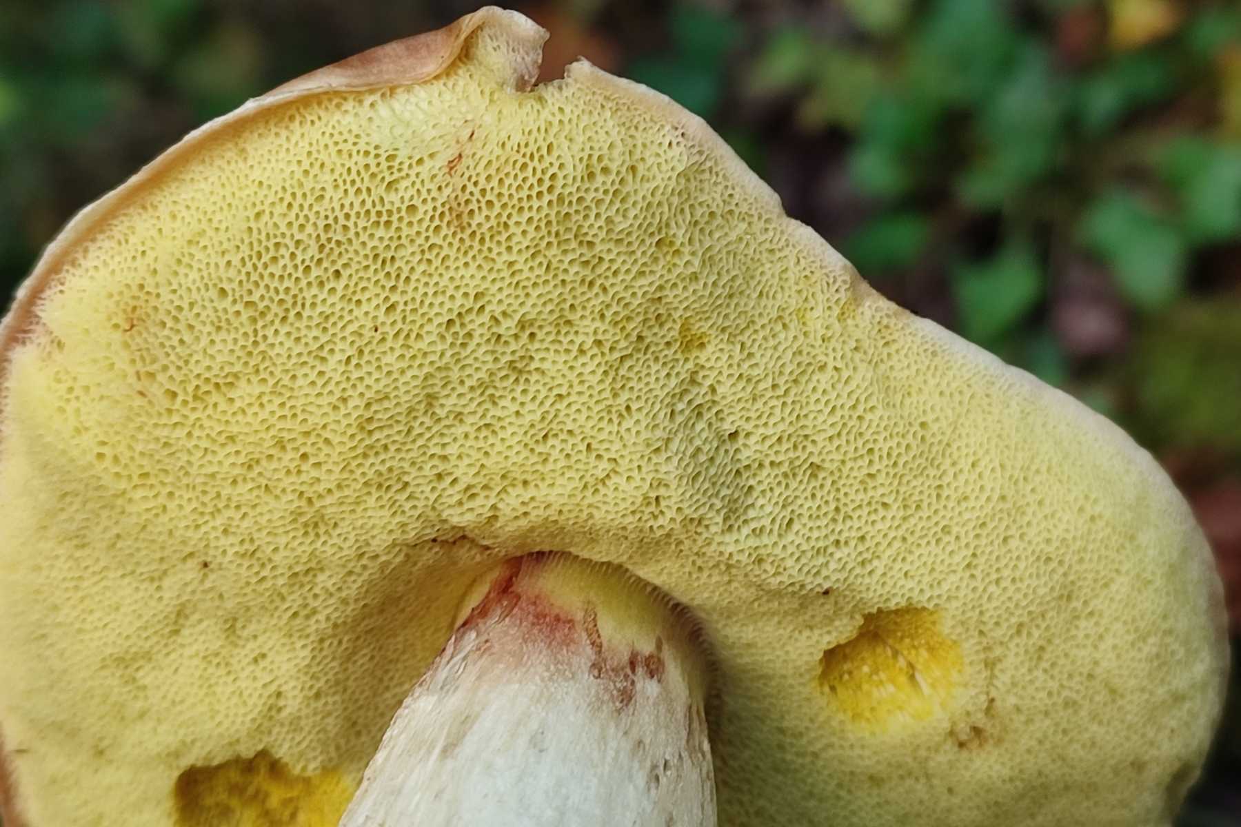 Боровик неопушённый (Hemileccinum depilatum)