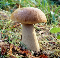 Белый гриб (Boletus edulis)