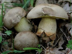 Боровик Фехтнера (Butyriboletus fechtneri)