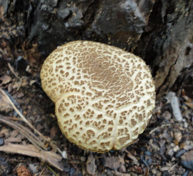 Xerocomus porosporus