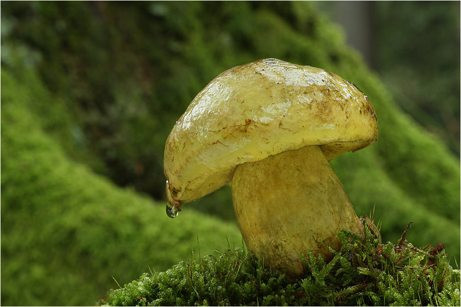 Boletus junquilleus