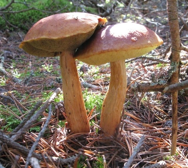 Боровик золотистый (Aureoboletus projectellus)