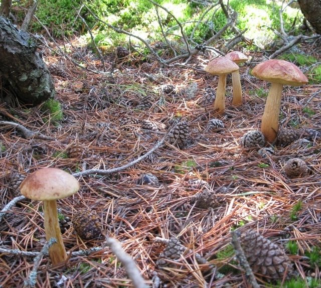 Боровик золотистый (Aureoboletus projectellus)