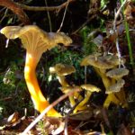 Лисичка трубковидная (Craterellus tubaeformis)