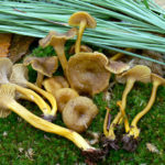 Лисичка трубковидная (Craterellus tubaeformis)