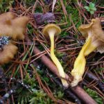 Лисичка трубковидная (Craterellus tubaeformis)