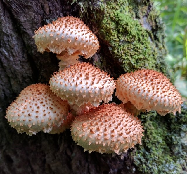 Чешуйчатка чешуйчатовидная (Pholiota squarrosoides)