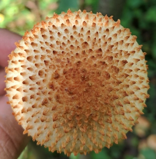 Чешуйчатка чешуйчатовидная (Pholiota squarrosoides)