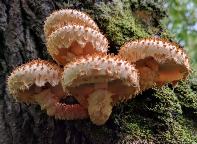 Чешуйчатка чешуйчатовидная (Pholiota squarrosoides)