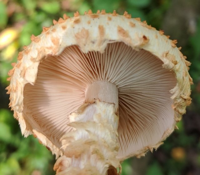 Чешуйчатка чешуйчатовидная (Pholiota squarrosoides)