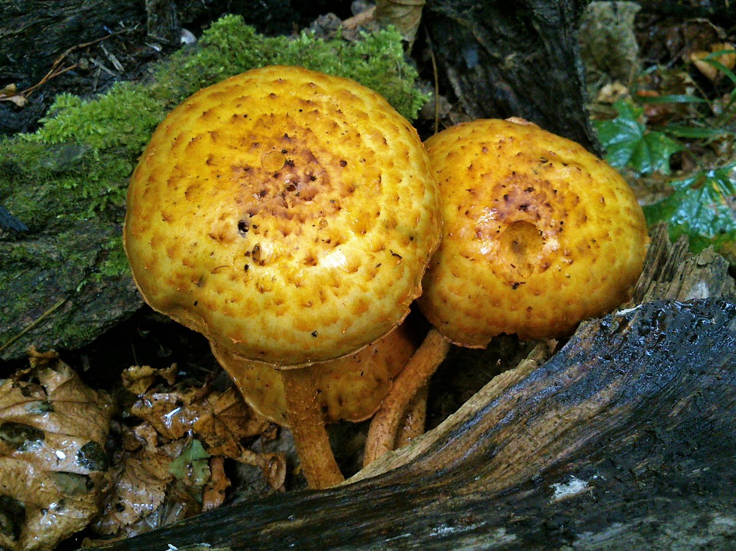 Чешуйчатка лимонная - Pholiota limonella