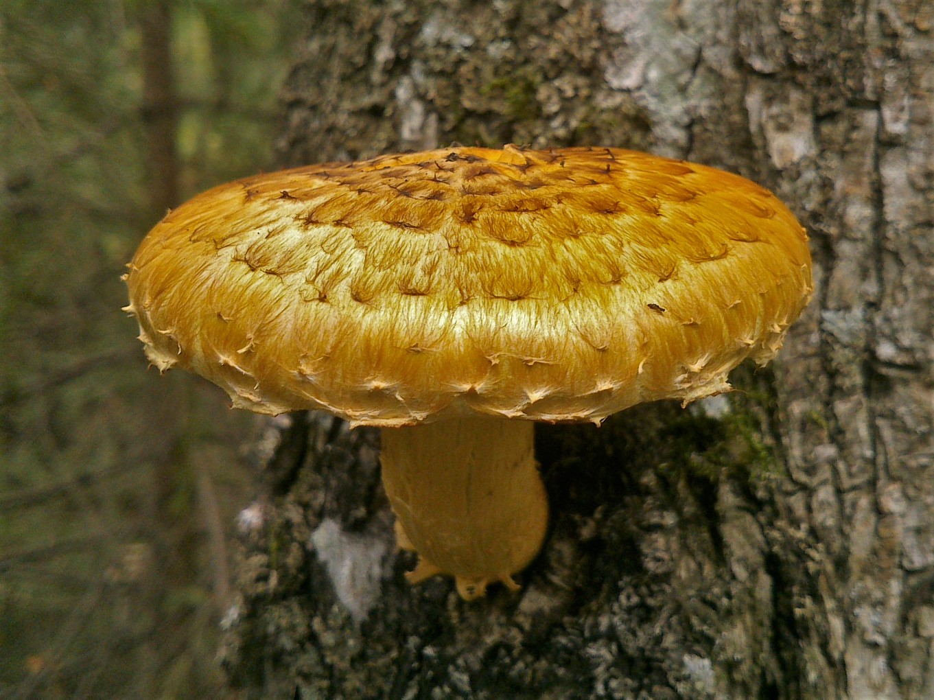 Чешуйчатка сальная - Pholiota adiposa