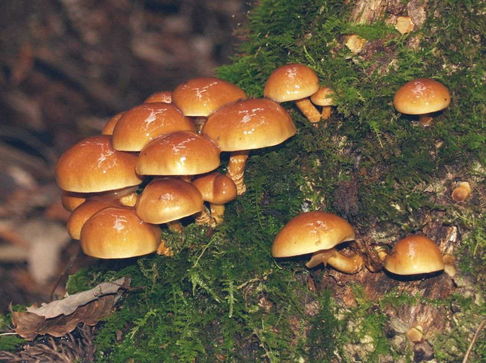 Чешуйчатка съедобная (Pholiota nameko)