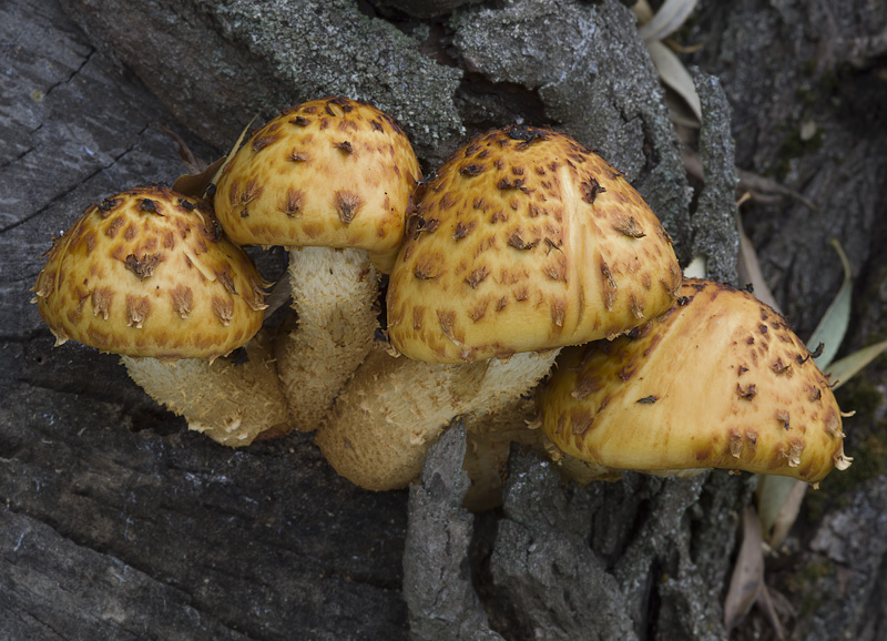 Чешуйчатка вощёная - Pholiota cerifera