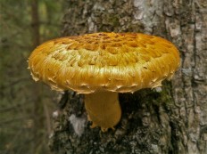 Чешуйчатка сальная (Pholiota adiposa)