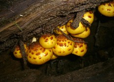 Чешуйчатка Яна (Pholiota jahnii)