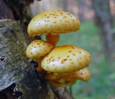 Чешуйчатка золотистая (Pholiota aurivella)