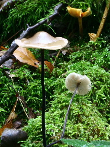 Чесночник большой (Marasmius alliaceus)