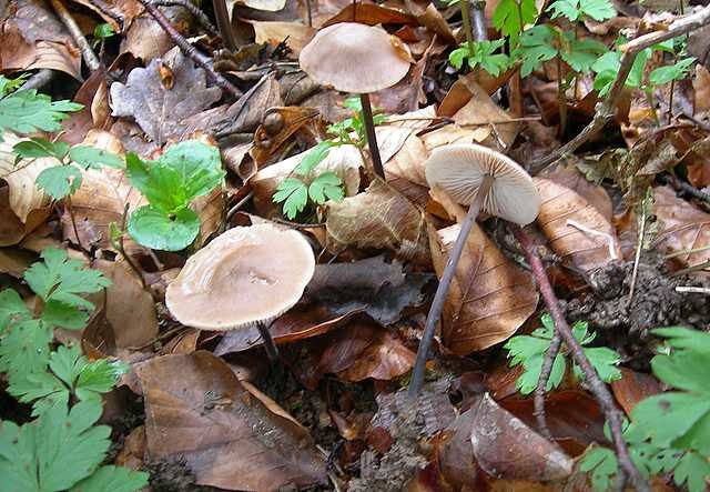 Чесночник большой (Marasmius alliaceus)