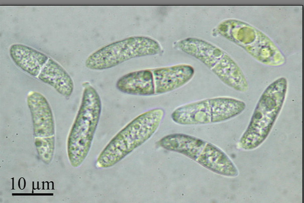 Dacrymyces chrysospermus