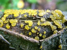 Дакримицес исчезающий (Dacrymyces deliquescens)