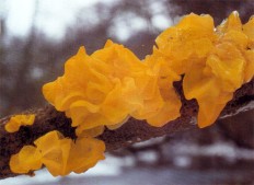 Дрожалка оранжевая (Tremella mesenterica)