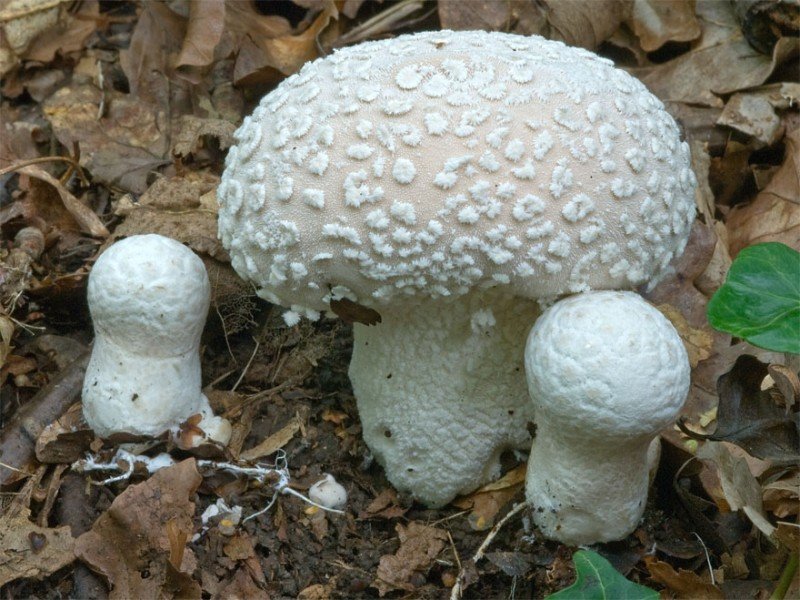 Дождевик клочковатый (Lycoperdon mammiforme)