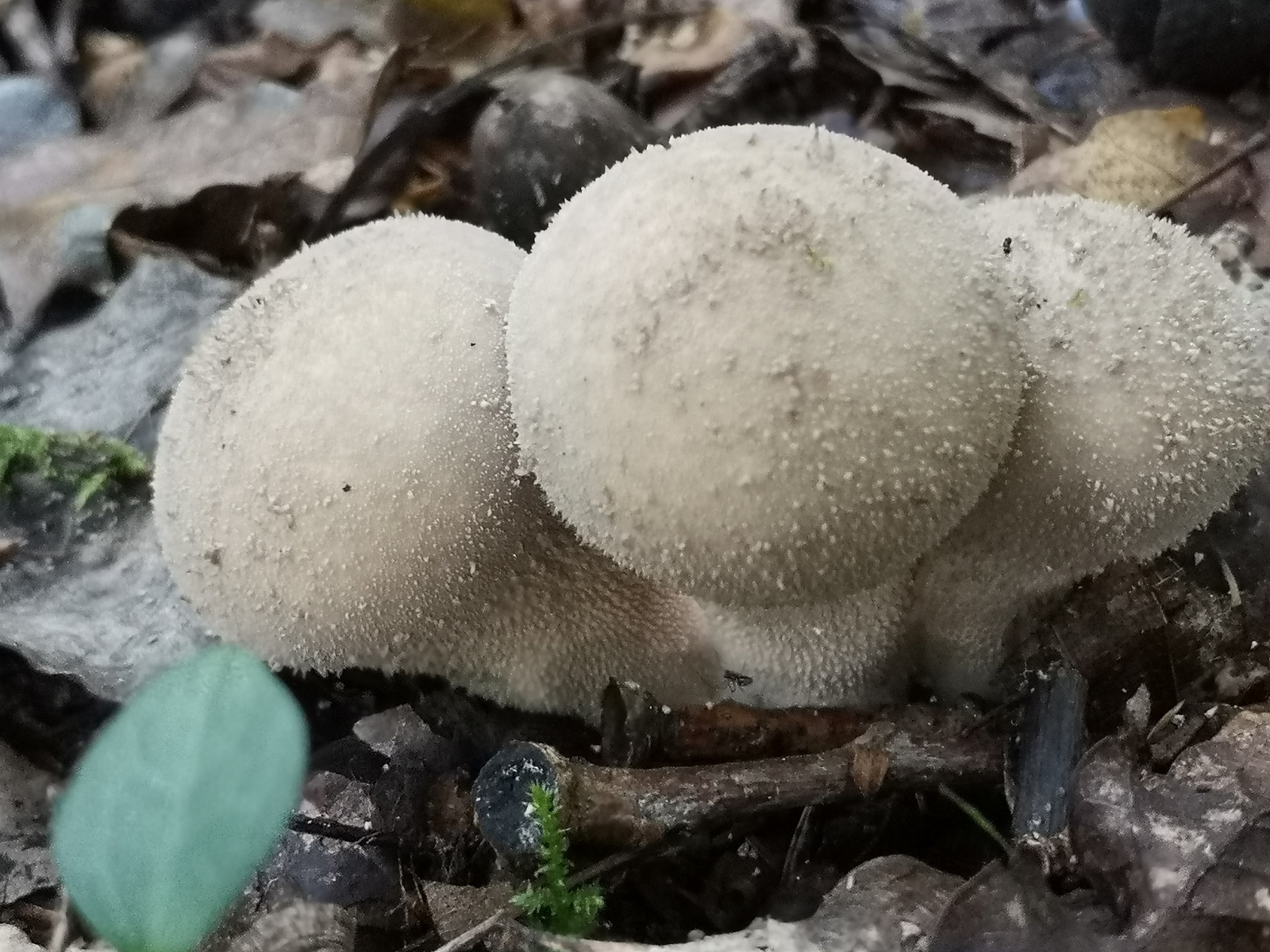 Дождевик мягкий (Lycoperdon molle) 1