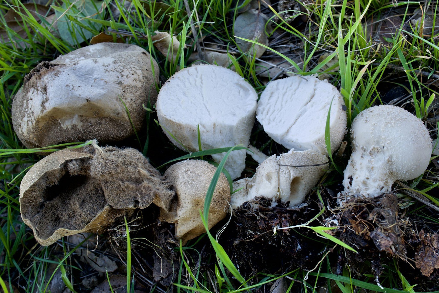 Дождевик мягкий (Lycoperdon molle) 4