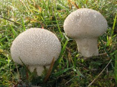 Дождевик съедобный (Lycoperdon perlatum)