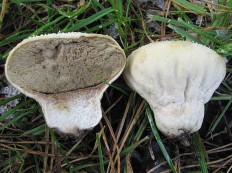 Дождевик луговой (Lycoperdon pratense)