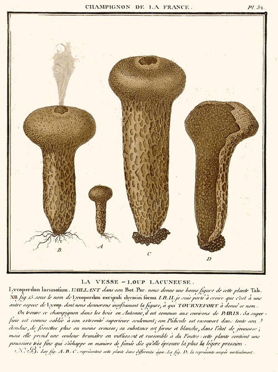 Дождевик съедобный (Lycoperdon perlatum) 6