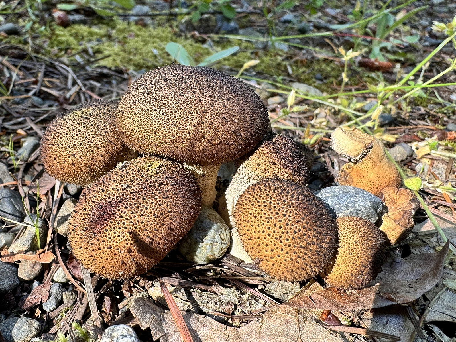 Дождевик умбровый (Lycoperdon umbrinum) 1