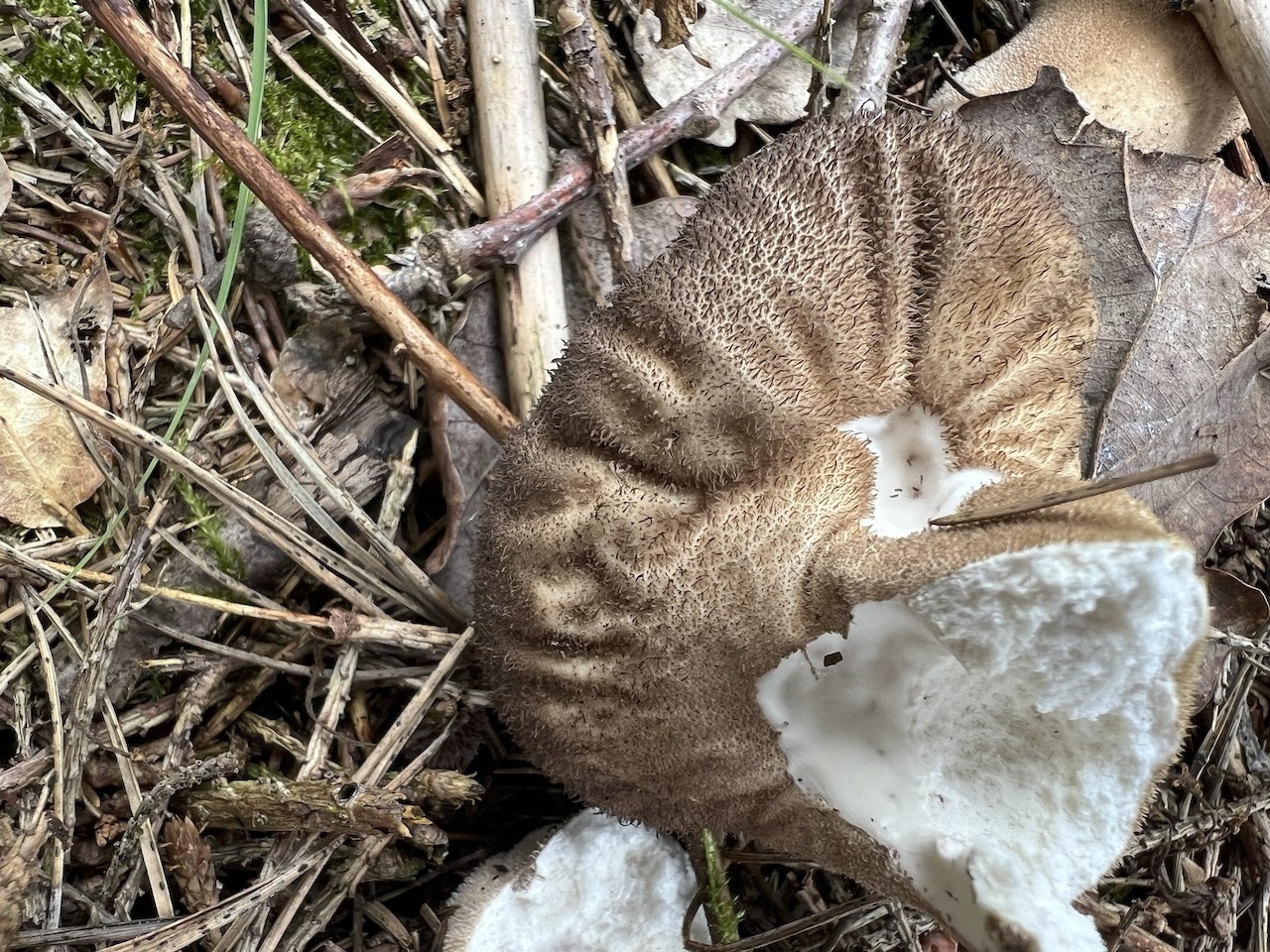 Дождевик умбровый (Lycoperdon umbrinum) 3