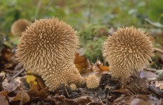 Дождевик ежевидно-колючий (Lycoperdon echinatum)