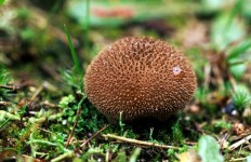 Дождевик вонючий (Lycoperdon nigrescens)