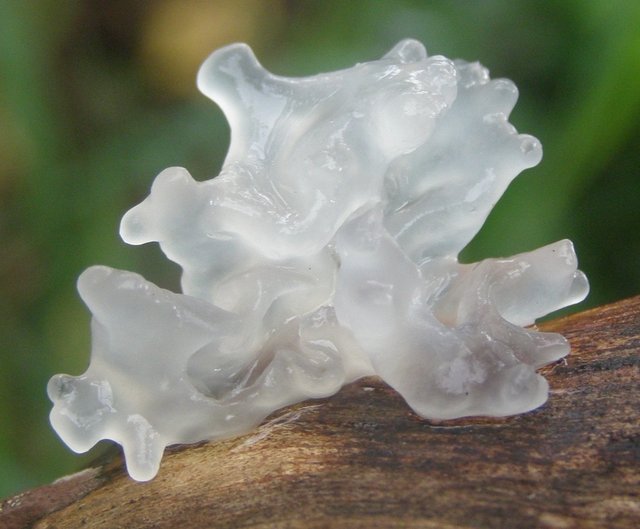 Дрожалка фукусовидная (Tremella fuciformis)