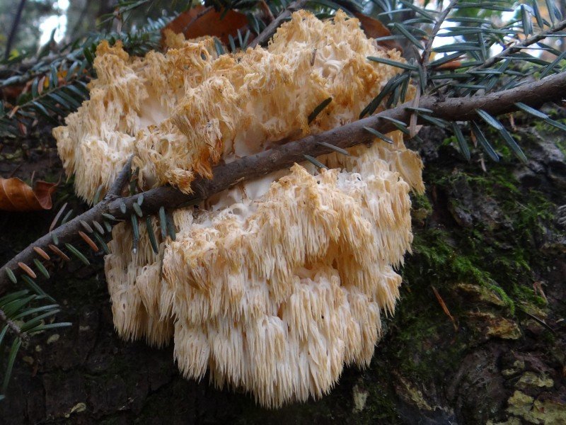 Ежовик альпийский (Hericium alpestre)