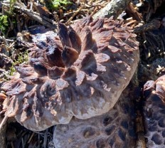 Ежовик пёстрый (Sarcodon Imbricatus)