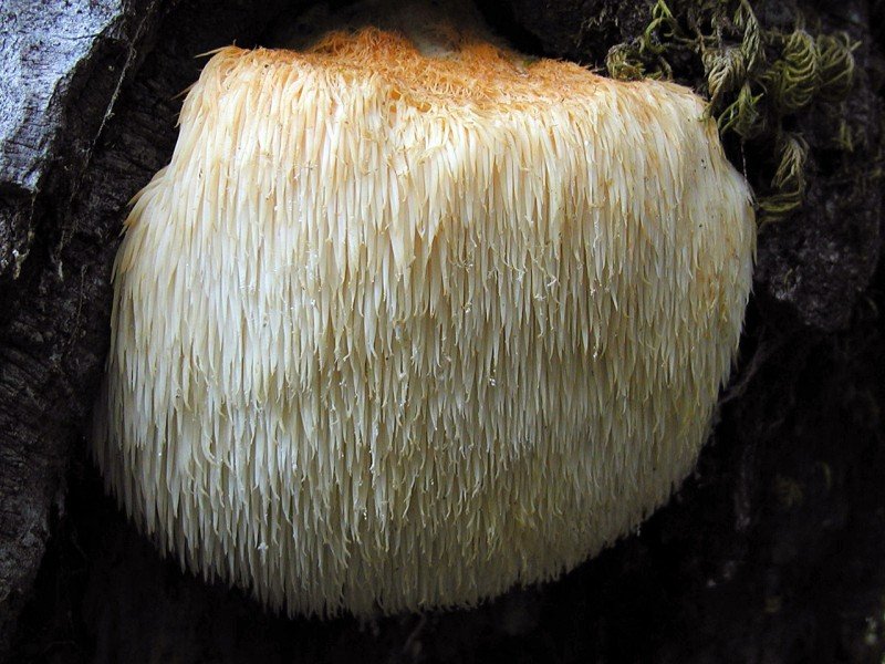 Ежовик гребенчатый (Hericium erinaceus)