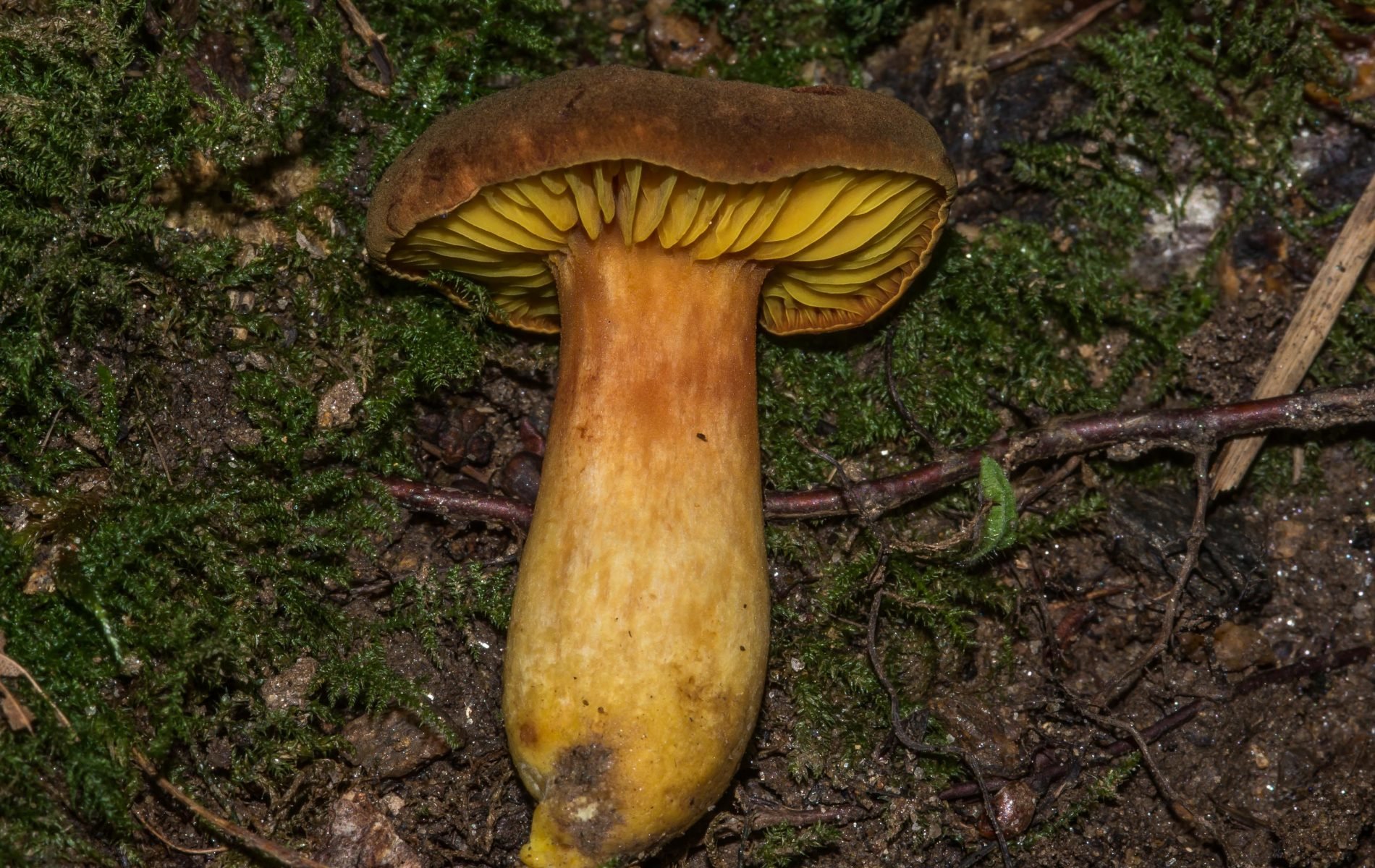 Phylloporus pelletieri - Филлопорус розово-золотистый