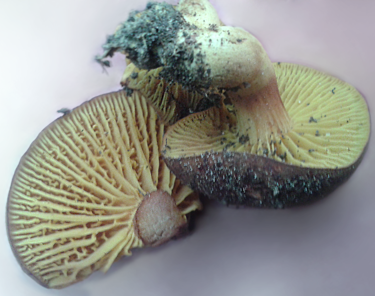 Phylloporus pelletieri - Филлопорус розово-золотистый