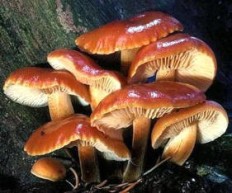 Опёнок зимний (Flammulina velutipes)