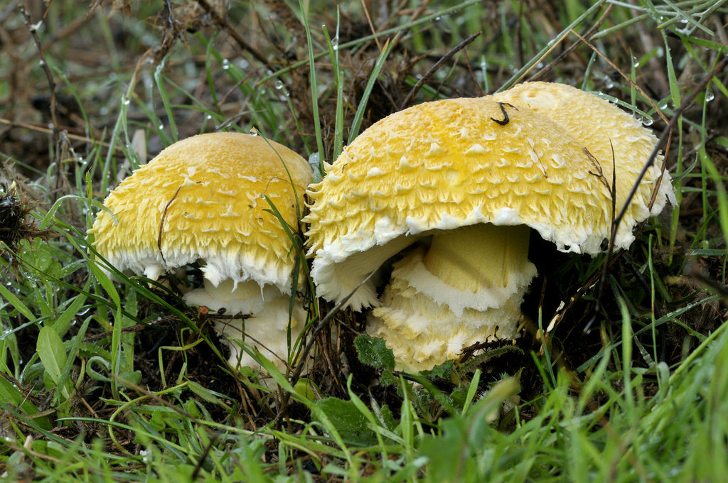 Флоккулярия соломенно-желтая (Floccularia straminea)