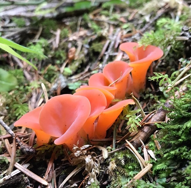 Гепиния гельвеллоидная (Guepinia helvelloides)