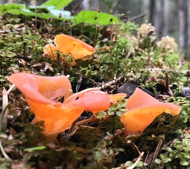 Гепиния гельвеллоидная (Guepinia helvelloides)