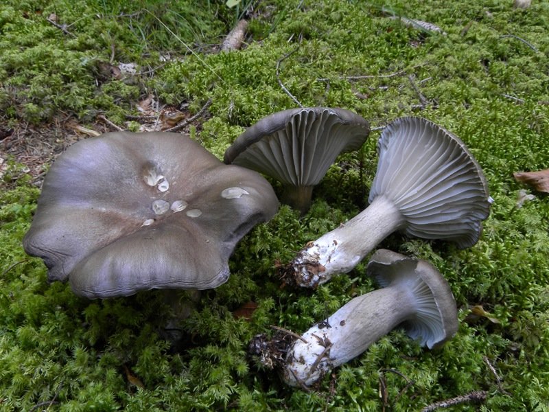 Гигрофор черный (Hygrophorus camarophyllus)