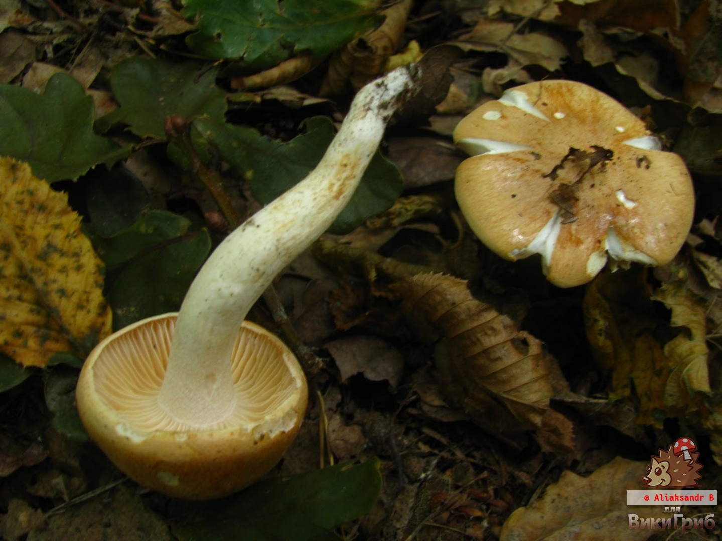 Гигрофор дубравный - Agaricus nemoreus