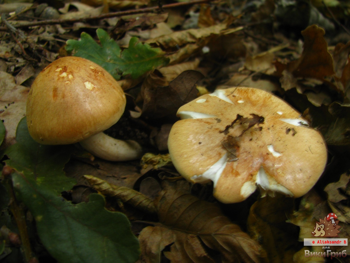 Гигрофор дубравный - Agaricus nemoreus